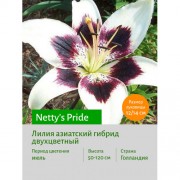 Лилия Netty's Pride
