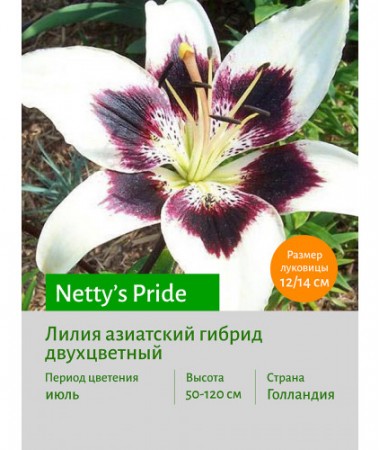 Лилия Netty's Pride