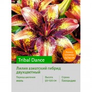 Лилия Tribal Dance