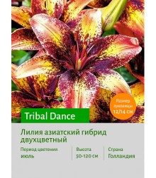 Лилия Tribal Dance