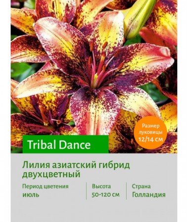 Лилия Tribal Dance