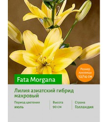 Лилия Fata Morgana