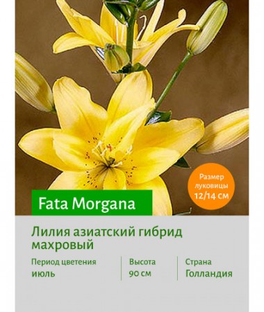 Лилия Fata Morgana