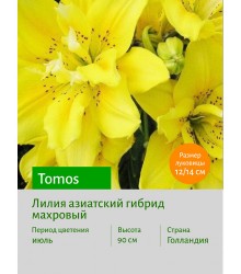 Лилия Tomos