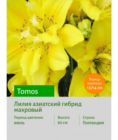 Лилия Tomos