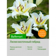 Лилия Baferrari