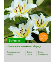 Лилия Baferrari