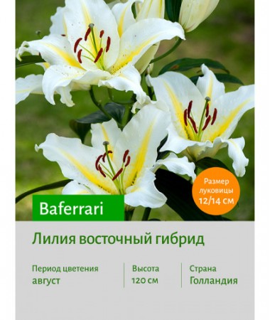Лилия Baferrari