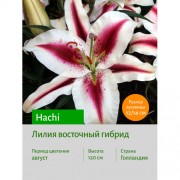 Лилия Hachi