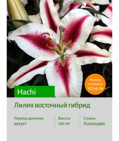 Лилия Hachi