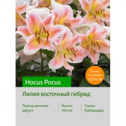 Лилия Hocus Pocus