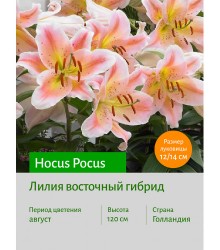 Лилия Hocus Pocus
