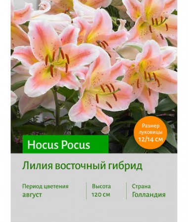 Лилия Hocus Pocus