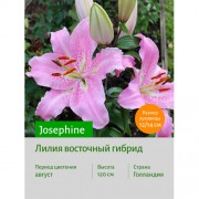 Лилия Josephine