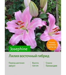 Лилия Josephine