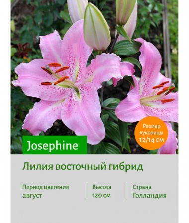 Лилия Josephine