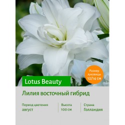 Лилия Lotus Beauty