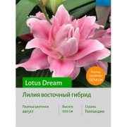 Лилия Lotus Dream