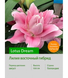 Лилия Lotus Dream