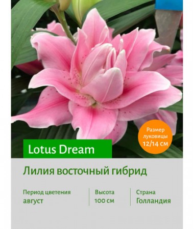 Лилия Lotus Dream