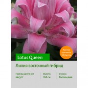Лилия Lotus Queen