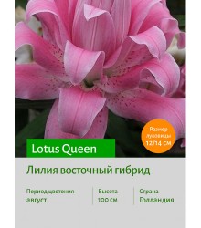 Лилия Lotus Queen