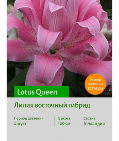 Лилия Lotus Queen