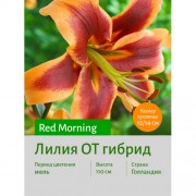 Лилия Red Morning