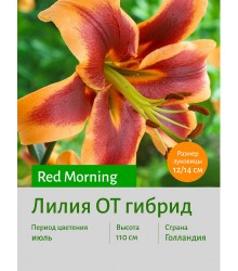 Лилия Red Morning