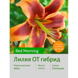 Лилия Red Morning