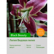 Лилия Black Beauty