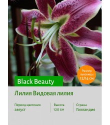 Лилия Black Beauty