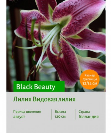 Лилия Black Beauty