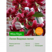 Лилия Miss Feya