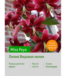 Лилия Miss Feya