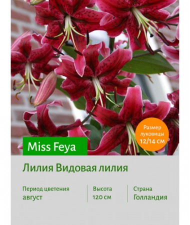 Лилия Miss Feya