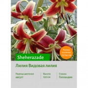 Лилия Sheherazade