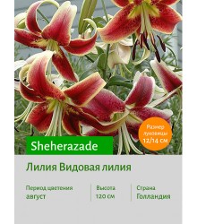 Лилия Sheherazade