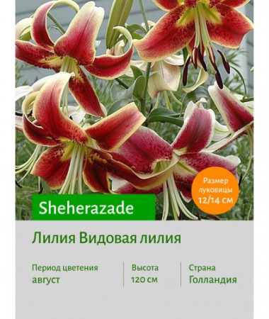 Лилия Sheherazade