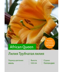 Лилия African Queen