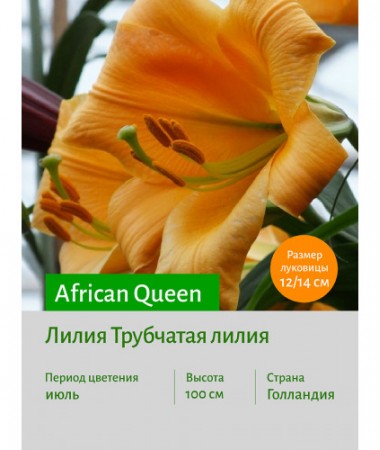 Лилия African Queen