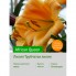 Лилия African Queen
