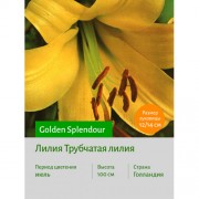 Лилия Golden Splendour