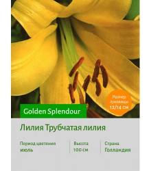 Лилия Golden Splendour