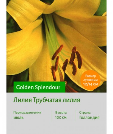 Лилия Golden Splendour