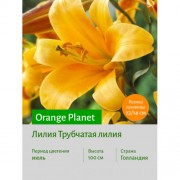 Лилия Orange Planet
