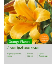 Лилия Orange Planet