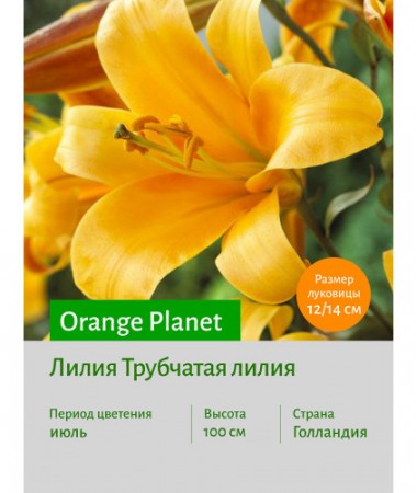 Лилия Orange Planet