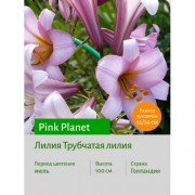 Лилия Pink Planet