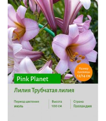 Лилия Pink Planet